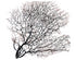 black coral sea fan